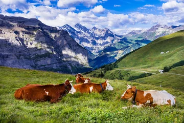 Poster Switzerland nature scenery. Green swiss pastures fields with cows surrounded by Alps mountains and snowy peaks © Freesurf