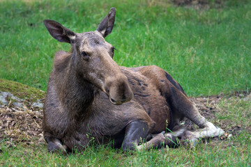 Moose lying on the ground / grass