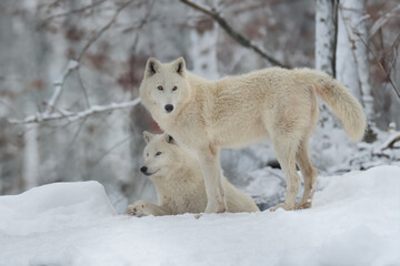 polar wolves in the forest in winter
