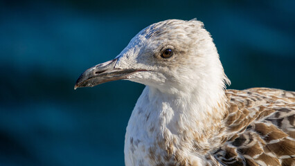 Detailed and sharp, clear seagull photo. Portrait of seabird seagull taken at sunset. Close up bird photo.