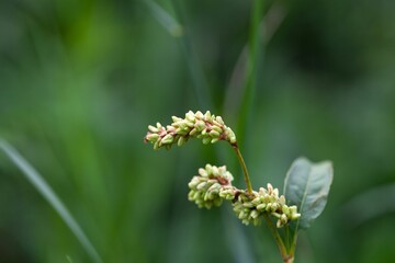 Inflorescence of water pepper, Persicaria hydropiper