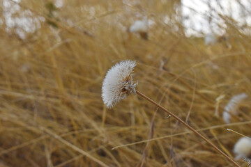 Fototapeta premium dandelion in the wind