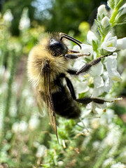 Closeup of a bumblebee collecting pollen from a wildflower