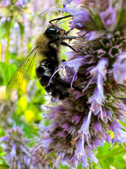 Closeup of a bumblebee collecting pollen from a wildflower