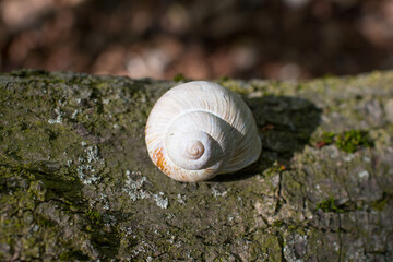 Crawling slug with armor. Wild world