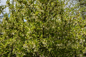 Fototapeta premium Gumi blossoms in the garden.