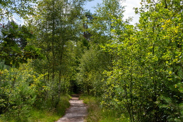 Nature background, green lung of North Brabant, forest hiking path in Kempen forest in September, the Netherlands