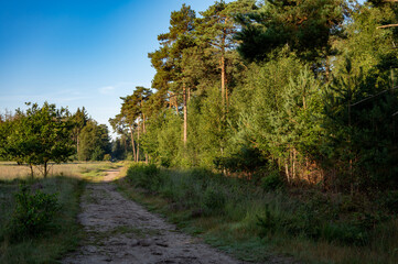 Forest walking path in sunlights. Sunny morning in Nature protected park area De Malpie near Eindhoven, North Brabant, Netherlands. Nature landscapes in Europe.