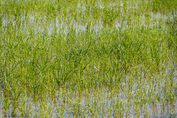 Cultivation of rice cereals in Camargue, Provence, France. Rice plants growing on organic farm fields.