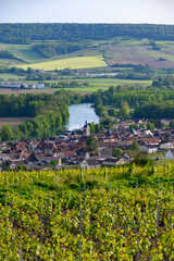Panoramic view on green premier cru champagne vineyards in village Cumieres near Epernay,...