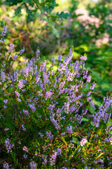 Fototapeta premium Nature background, green lung of North Brabant, pink blossom of heather plants in de Malpie natural protected forest in August near Eindhoven, the Netherlands