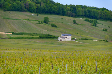 View on green grand cru champagne vineyards near villages Avize and Oger, C&ocirc;te des Blancs area, Champange, France