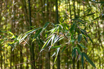 Green bamboo trees in bamboo grove in sun light