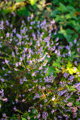 Obraz premium Nature background, green lung of North Brabant, pink blossom of heather plants in de Malpie natural protected forest in August near Eindhoven, the Netherlands