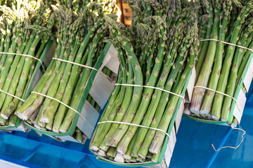 Fresh raw green asparagus vegetables for sale in french Provencal farmers market in Arles, France