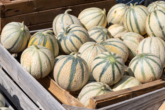 Melons from Cavaillon, ripe round charentais honey cantaloupe melons on local market in Provence, France
