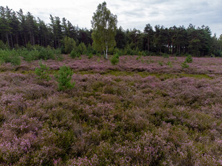 Nature background, green lung of North Brabant, pink blossom of heather plants in Kempen forest in September, the Netherlands