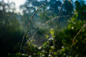 Spin net in sunlights. Sunny morning in Nature protected park area De Malpie near Eindhoven, North Brabant, Netherlands. Nature landscapes in Europe.