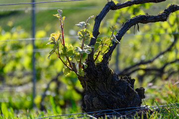 View on green grape leaves premier cru champagne vineyards in village Hautvillers near Epernay, spring in Champange, France