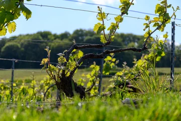 Fototapeten View on green grape leaves premier cru champagne vineyards in village Hautvillers near Epernay, spring in Champange, France © barmalini