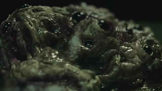 Close-up of disgusting crawling alien creature with many eyes. Sci-fi, science fiction film theme. Ommetaphobia, trypophobia concept. Horror movie clip. Extraterrestrial monster. Parasite. 