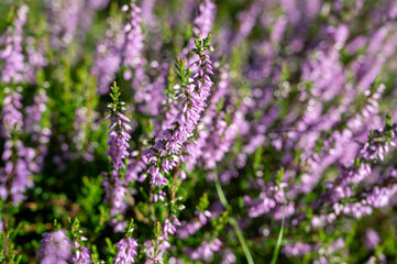 Nature background, green lung of North Brabant, pink blossom of heather plants in de Malpie natural protected forest in August near Eindhoven, the Netherlands