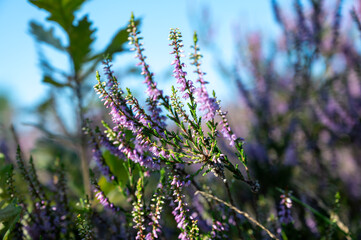 Nature background, green lung of North Brabant, pink blossom of heather plants in de Malpie natural protected forest in August near Eindhoven, the Netherlands