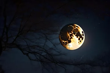 Cercles muraux Pleine Lune arbre Full moon ascends towards the sky.  
