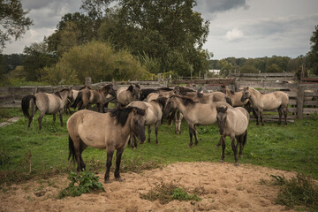 A herd of horses - Konik Polski, a Polish breed of light-colored late-maturing horse, long-lived, resistant to diseases and difficult living conditions. The horses graze freely in the paddock.