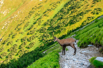Tatra chamois (Rupicapra rupicapra tatrica) - a mammal from the bovine family. The animal stands on a stony mountain trail in the Low Tatras by a steep slope. High mountain vegetation.