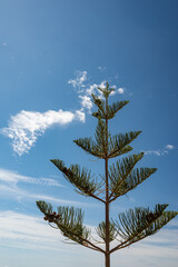 Araucaria araucana with cones on blue sky background. Monkey puzzle tree