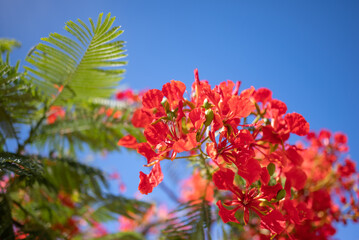 Red flowers on blue sky background. Sunlit closeup of Delonix regia
