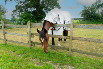 The grass is always greener- large bay horse stretches over wooden fence trying to reach the grass in the field next door as it looks more tasty and fresh than the grass in her field.