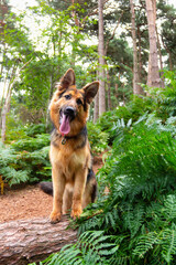Beautiful young  German Shepherd dog stands with front  legs on fallen log in woodland looking around, as she is walked in forest in Shropshire UK.
