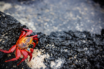 Red crab on black volcanic rock