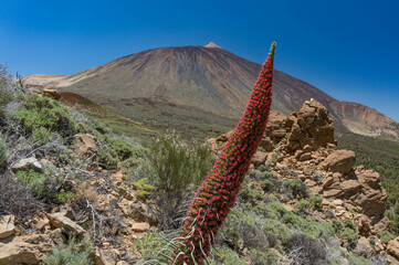 Red flower tower of tajinaste rojo with the Teide volcano in the background