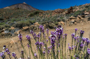 Purple flowers of Erysimum or wallflower with Teide volcano in the background