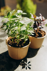 eco basil and  mint  in paper cups in sunlight