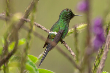 hummingbird, Green Thorntail, Discosura conversii