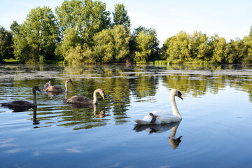 White swan with a family of baby swan signets with reflections in the water of the lake