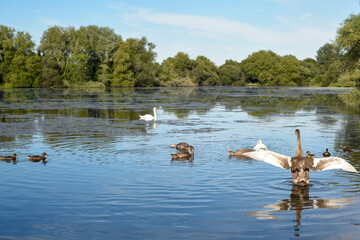 White swan with a family of baby swan signets with reflections in the water of the lake