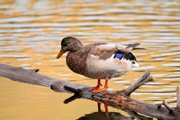 Juvenile Male Mallard