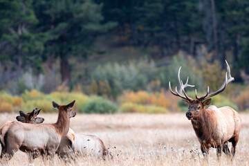 Elk in the Rut