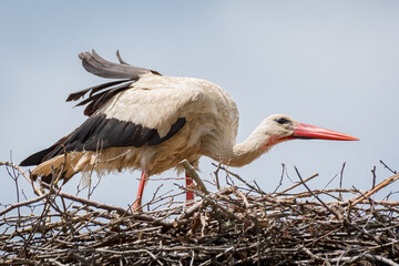 White stork (Ciconia ciconia) a large wading bird with black and white plumage sits high in the nest.