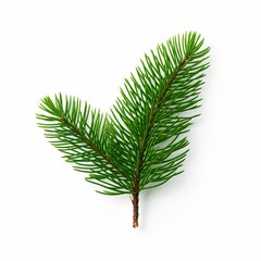 Photo of Douglas Fir Needle isolated on a white background