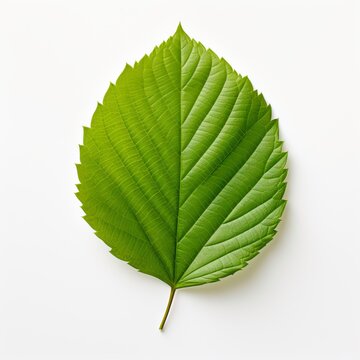Photo of Elm Leaf isolated on a white background