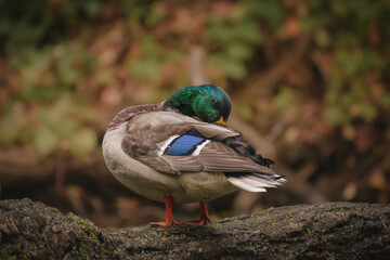 Mallard duck (Anas Platyrhynchos) male, a large water bird with colorful plumage, stands by the river bank on a stump and cleans its feathers.