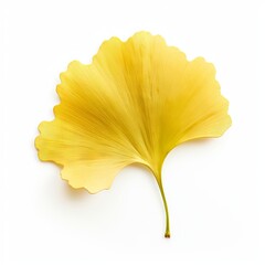 Naklejka premium Photo of Ginkgo Leaf isolated on a white background
