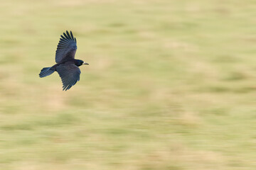 Rook ( Corvus frugilegus) a large black bird in flight with spread wings. The bird flies low over the grass.