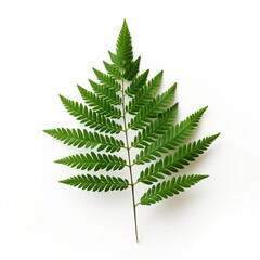 Photo of Hemlock Leaf isolated on a white background